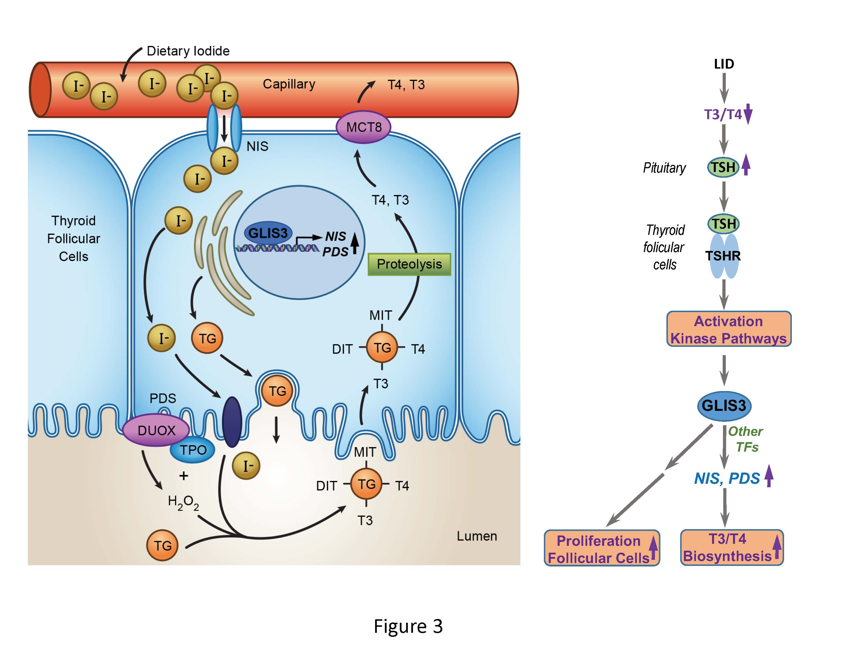 GLIS3 is essential for thyroid hormone biosynthesis.